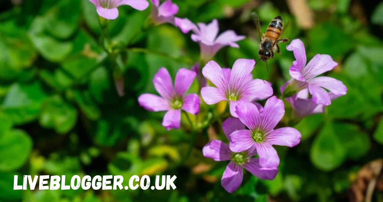 flowers beginning with o