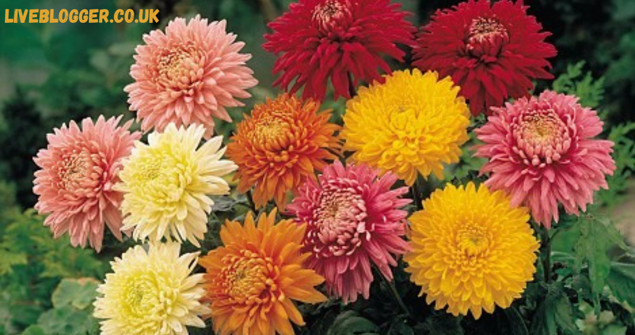 november birth flower