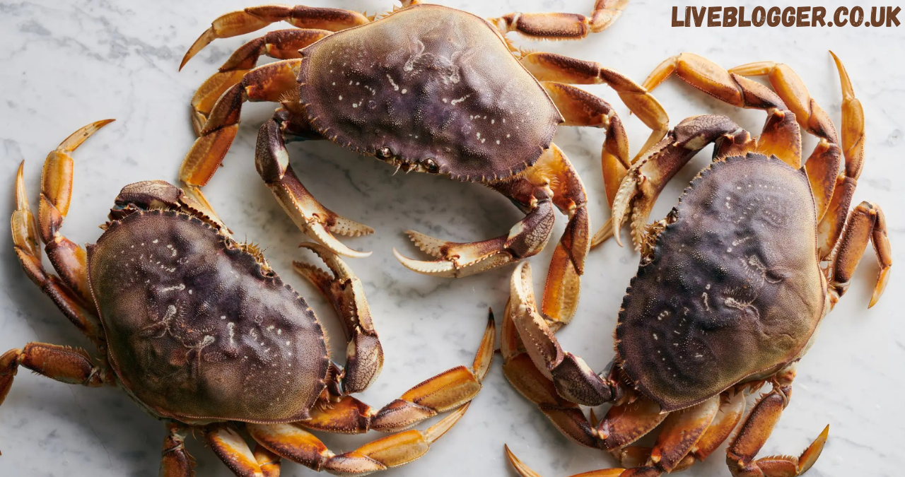 dungeness crab